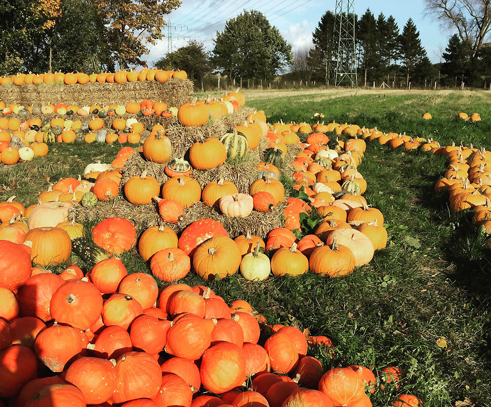 Hamburg_oktober_kuerbis